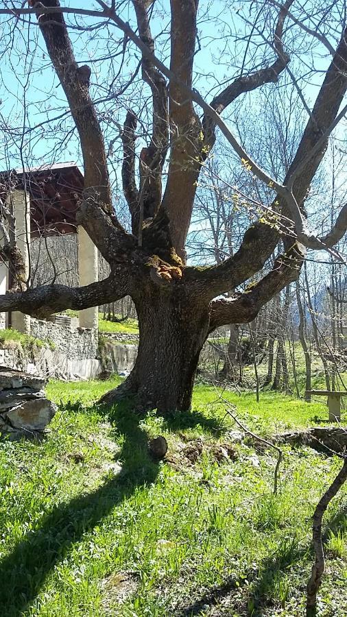La Casa Del Gigante Frassino Leilighet Acceglio Eksteriør bilde